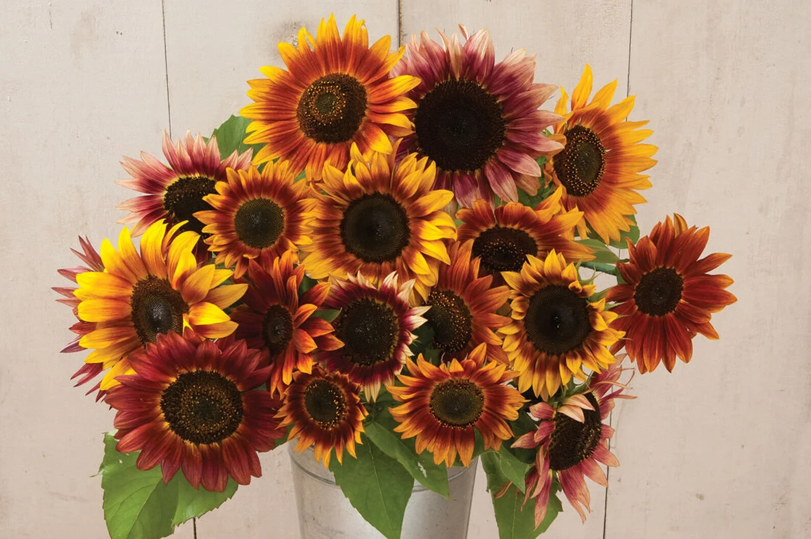 Autumn Beauty Sunflower Seeds Flowers Big Orange Red Yellow 50PCs/Seeds