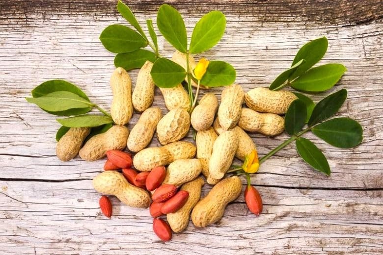 Spanish Peanut Seeds – 10 Count for Growing Annual Warm-Season Plants