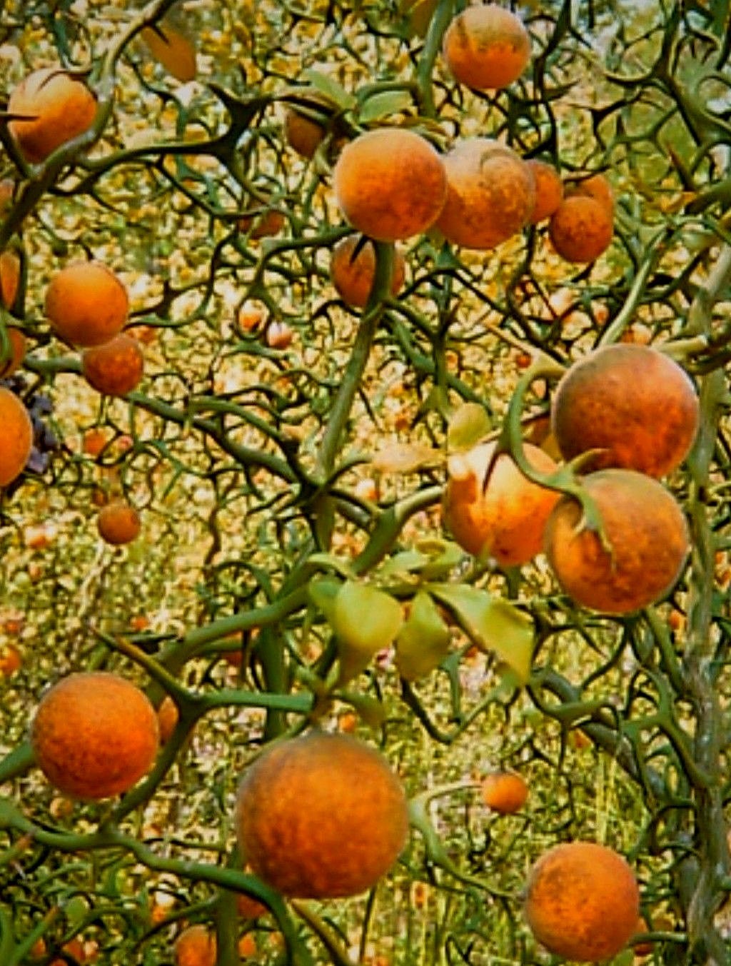 5 LIVE PLANTS HARDY ORANGE FRUIT TREE SEEDLINGS TRIFOLIATE FLYING DRAGON CITRUS