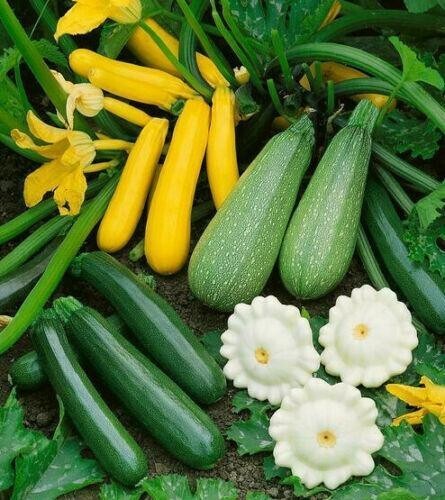 5 Species Mix Summer Squash 25 Seeds | Gold Black white marrow grey and Trieste