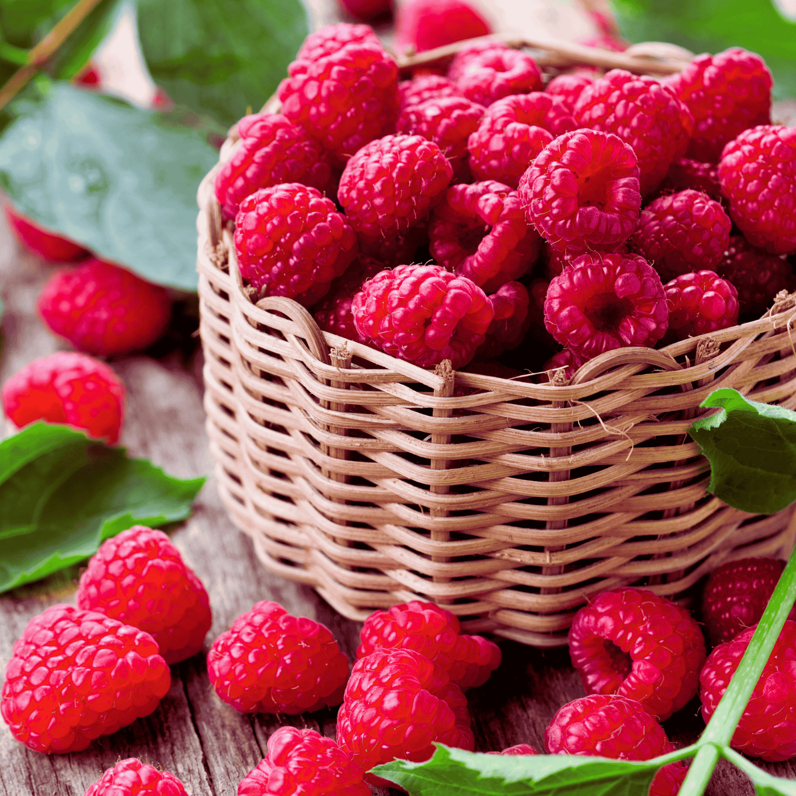 2 Heritage – Red Raspberry Plants – Everbearing – Organic Grown – Ready for