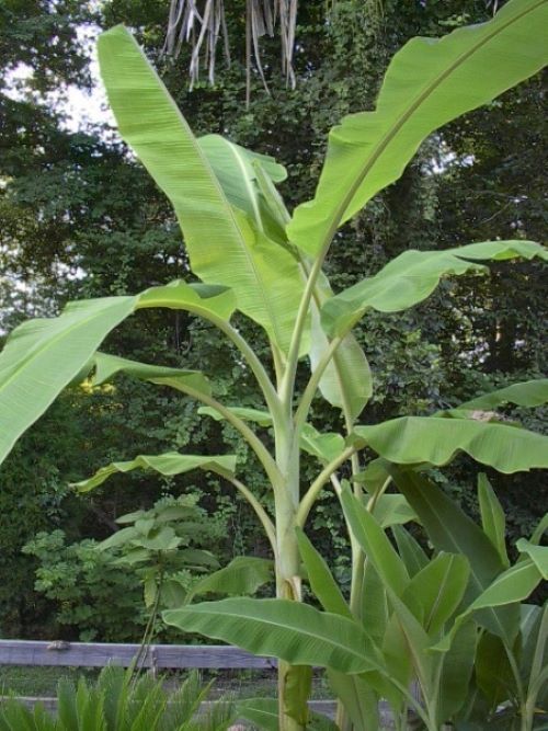 ICE CREAM (BLUE JAVA)Live Musa Banana Tree-WELL ROOTED STARTER PLANT