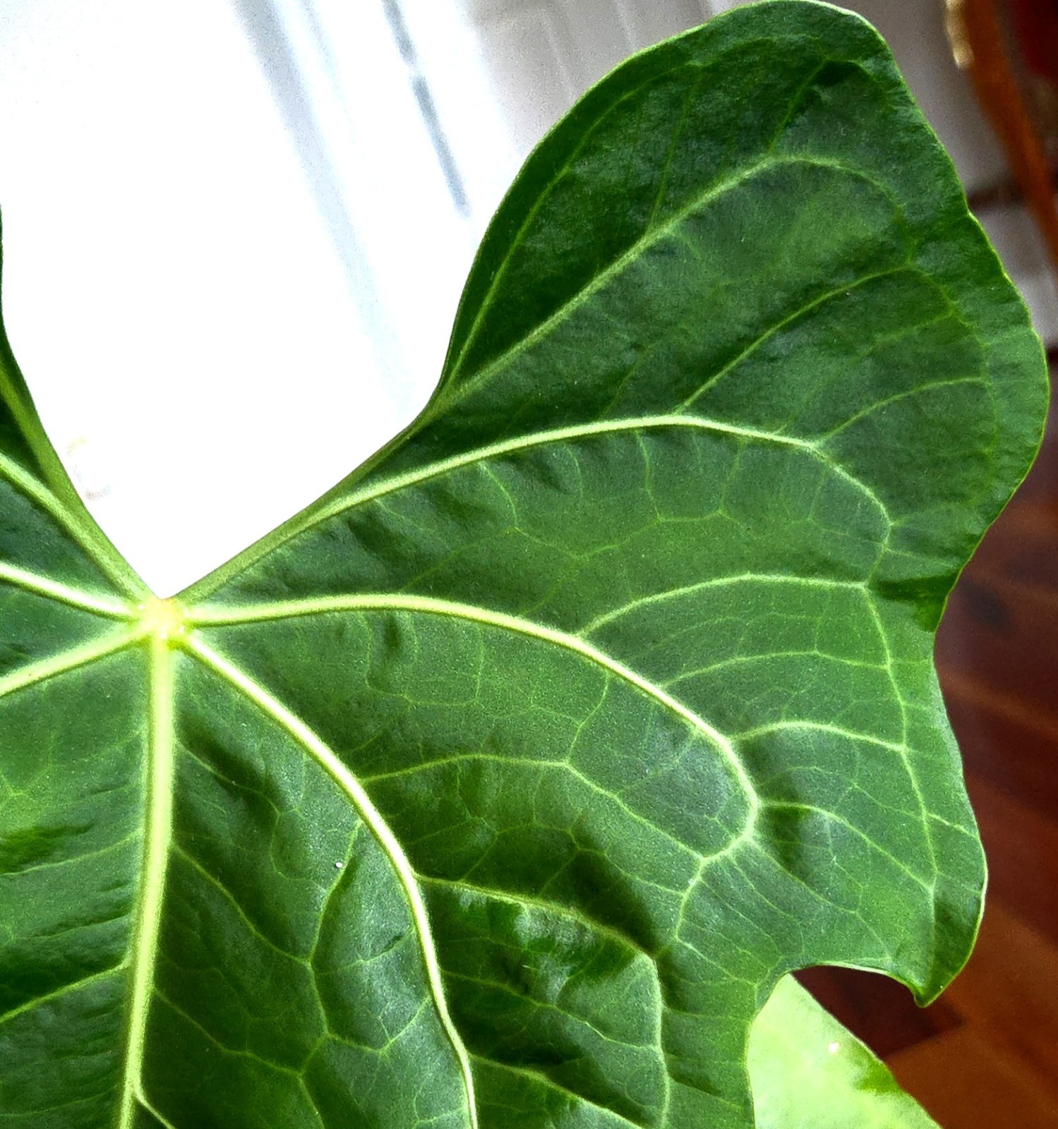 Rare XL Anthurium Pedatoradiatum X Clarinervium 24″ Tall Not Philodendron