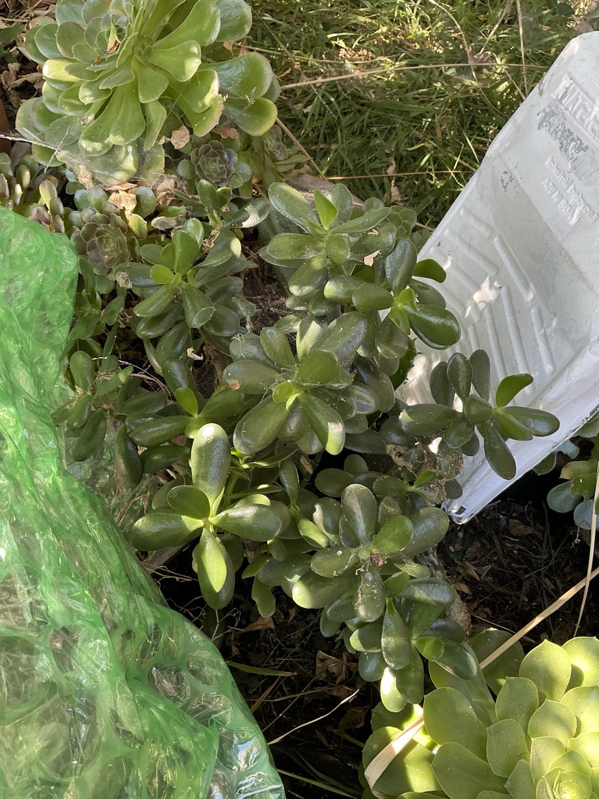Healthy lush green Crassula Ovata Jade Plant cluster, Rooted 19” tall with roots