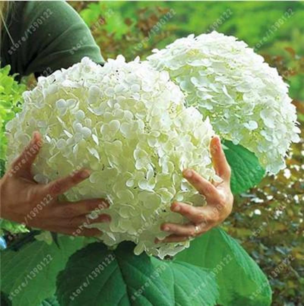 25pc HYDRANGEA SEEDS Garden Plant Flower rare exotic USA seller FREE shipping