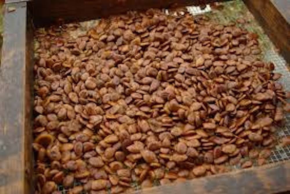 10 Persimmon Tree Seeds Diospyros Virginiana Native Fruit Tree
