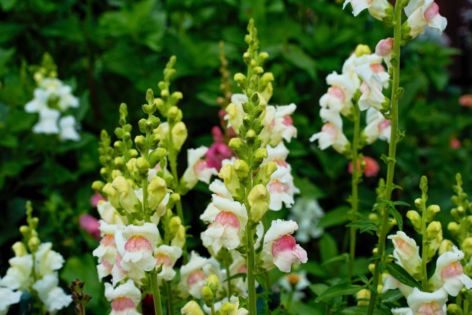 500 APPLE BLOSSOM SNAPDRAGON Antirrhinum Majus Pink White Yellow Flower Seeds
