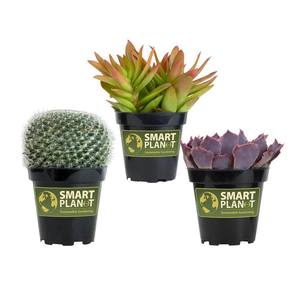 Smart Planet 3.5’’ Live Plant Assortment – 2 Succulents & 1 Cactus