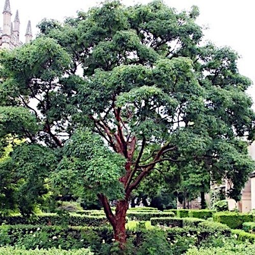 500 – 1,000 Tibetan Paper Birchbark Cherry Tree Seeds Prunus serrula Shiny Bark
