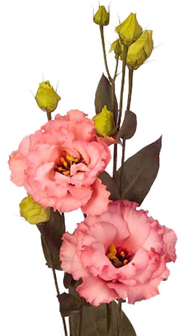 Lisianthus Seeds Corelli Apricot 25 Pelleted Seeds Cut Flower Seeds