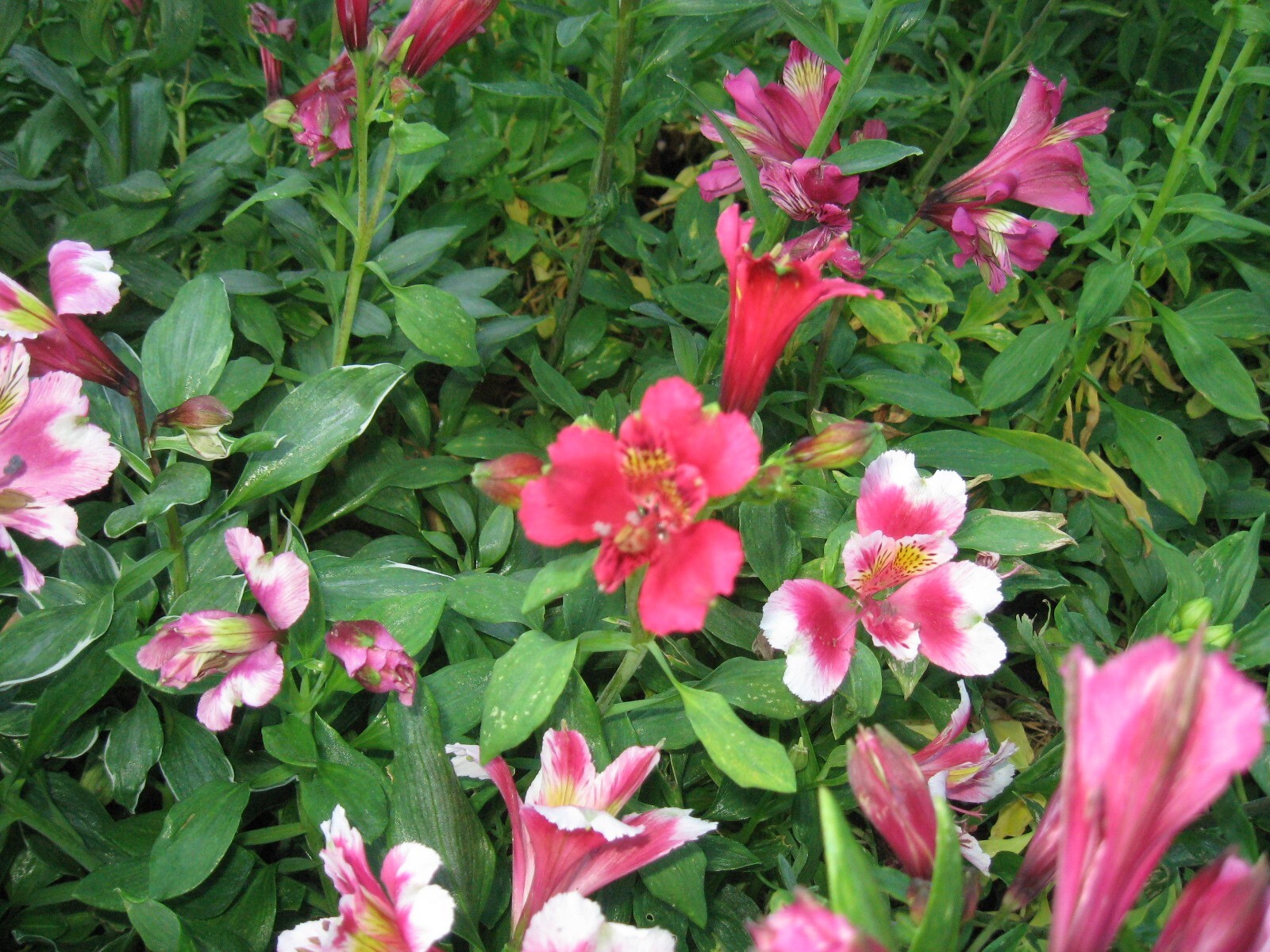 6 Alstroemeria plants , 2 year old stock , select 4 inch shipped bare root.