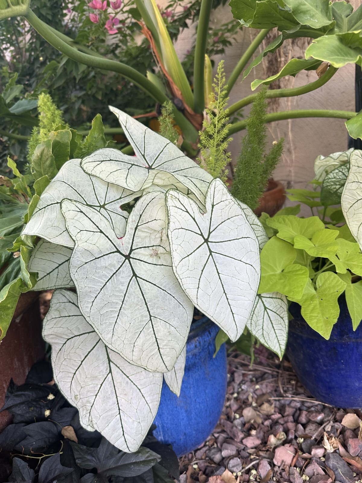 Caladium ‘Candidum Jr’ Bulbs – Size #2 (4 Bulbs, 1″–1.5″) Easy to Grow Foliage