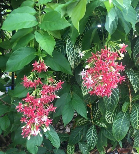 Combretum indicum Rangoon Creeper Double Flowers Chinese Honeysuckle
