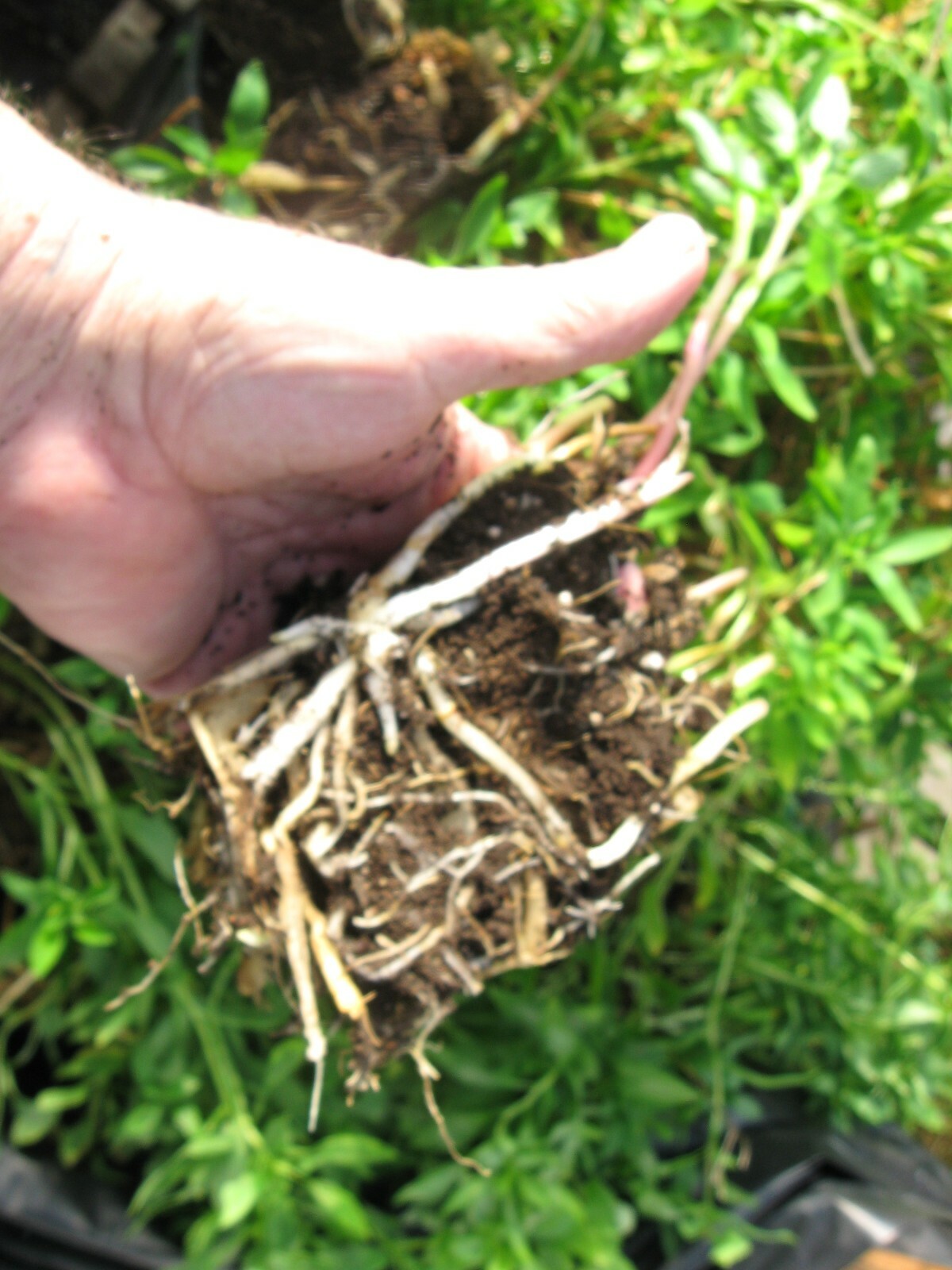 6 Alstroemeria plants , 2 year old stock , select 4 inch shipped bare root.