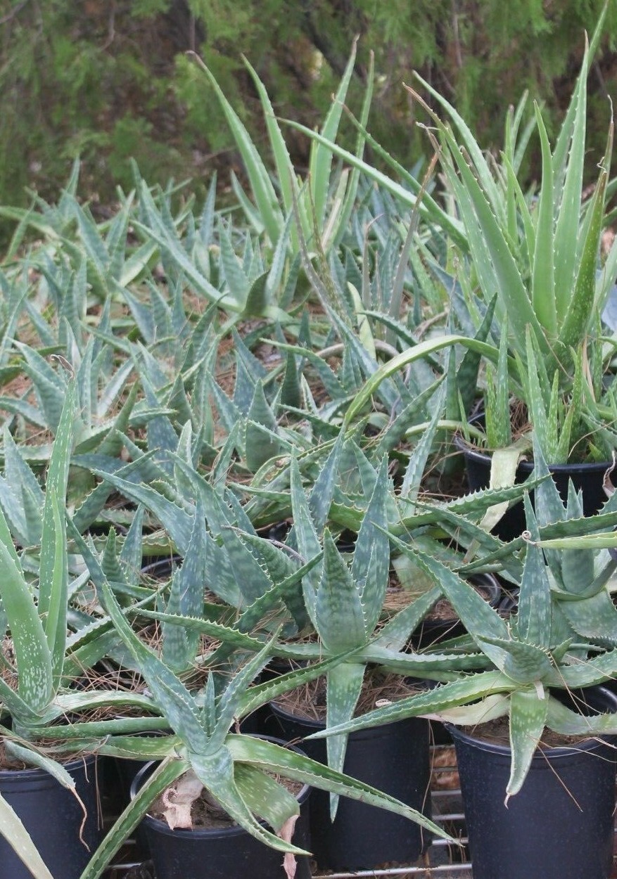 ALOE VERA BARBADENIS 4 TO 15 INCHES WITH ROOT LIVE PLANT MEDICINAL PURPOSES