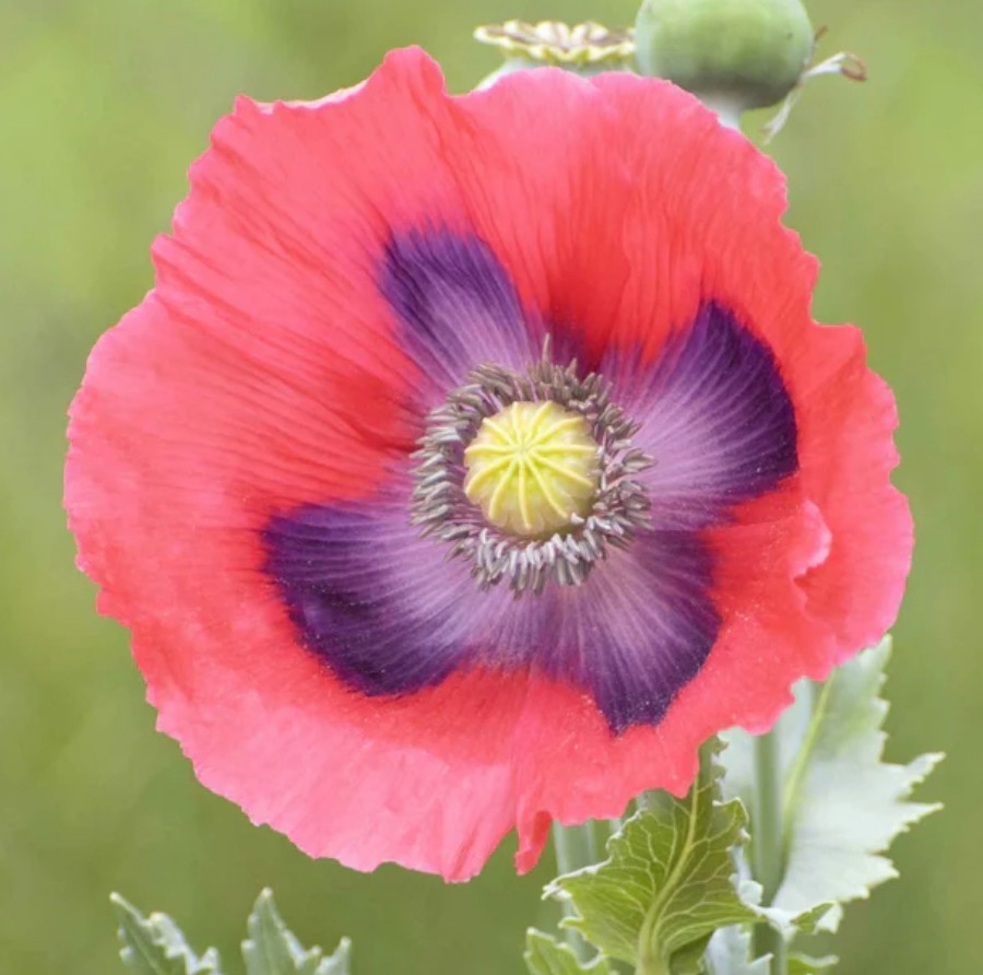 500+ The Giant Poppy Seeds **Fresh Seeds** ~~Free Shipping~~