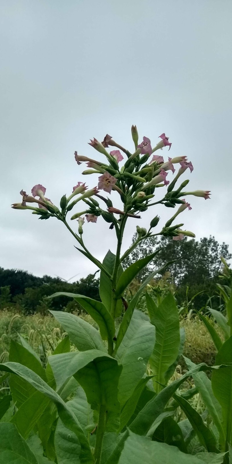 Perique Tobacco Seeds ~ 1000 to 100,000 seeds ~ Heirloom Nicotiana Tabacum