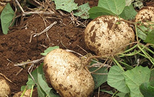 Jicama Mexican Yam Bean 5 – 1000 Seeds Pachyrhizus Erosus Sweet & Crunchy Bulk