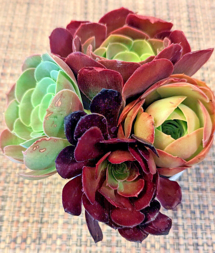 QUARTET (= A SET OF 4 DIFFERENT) AEONIUM CUTTINGS – 2″ (= 5 CM) DIAMETER