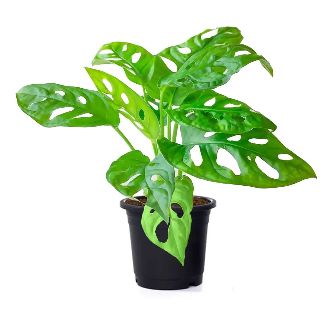American Plant Exchange Monstera Adansonii – Live 4-Inch Pot Swiss Cheese Vine P