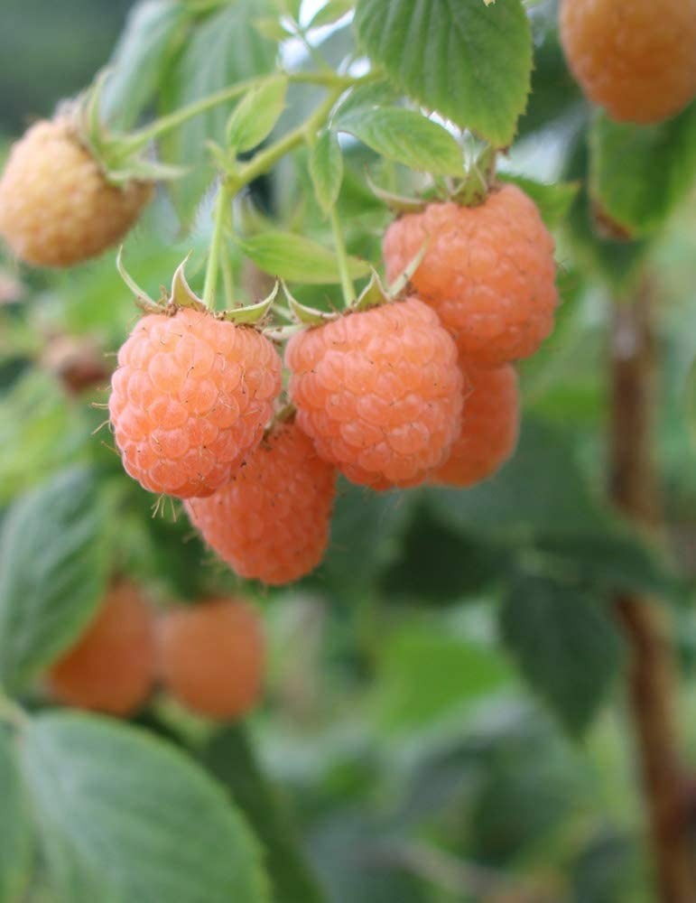 5 Raspberry Plants “Double Gold” Everbearing (5 Dormant Bare Root Canes)Zone 5-8