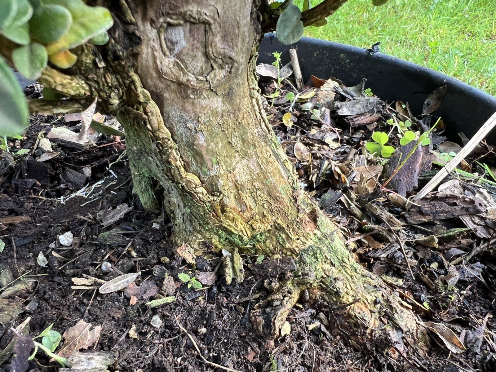 Boxwood Pre Bonsai Shohin Dwarf Nice Trunk & Nebari Buxus