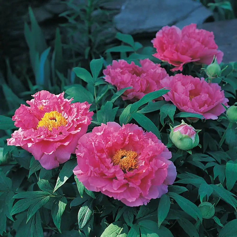 1 Mons Jules Elie Double Peony Rose Pink Flower 2 to 3 eye Bare Root
