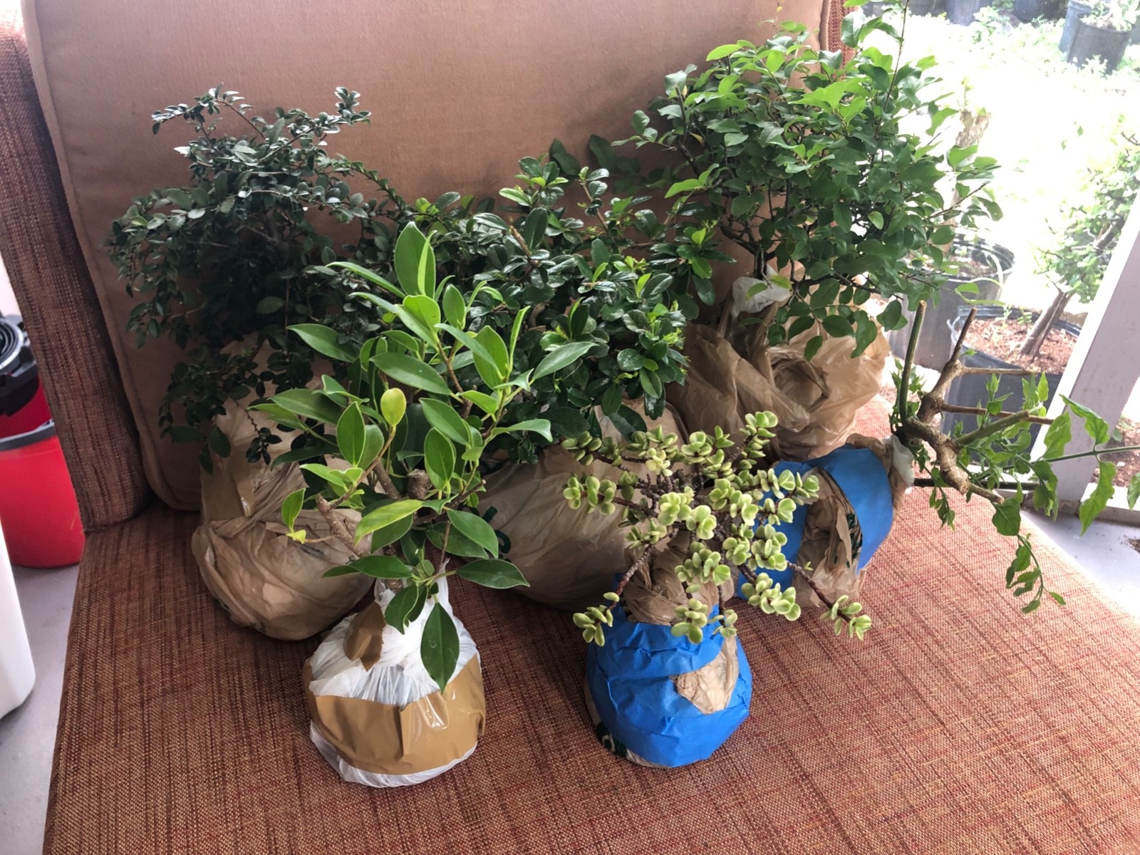 Tigerbark Ficus Bonsai Tree aerial roots 10 years Ariel roots on trunk