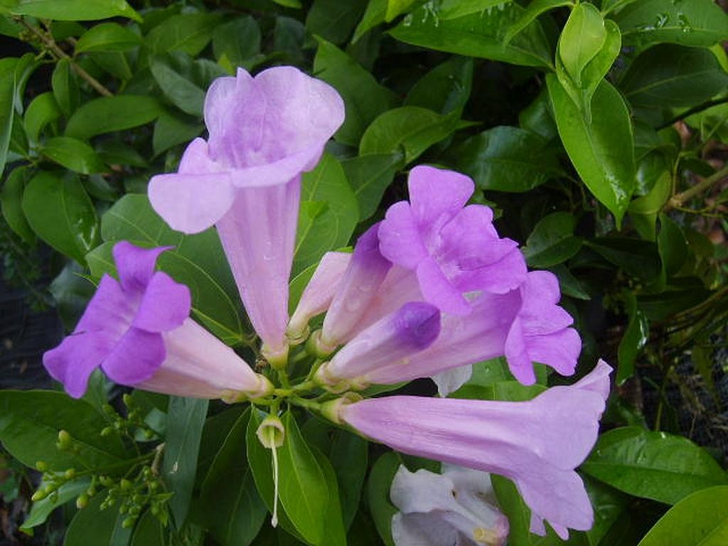 Garlic Vine Live Plant Purple Trumpet Flowers Spring and Fall Starter Size