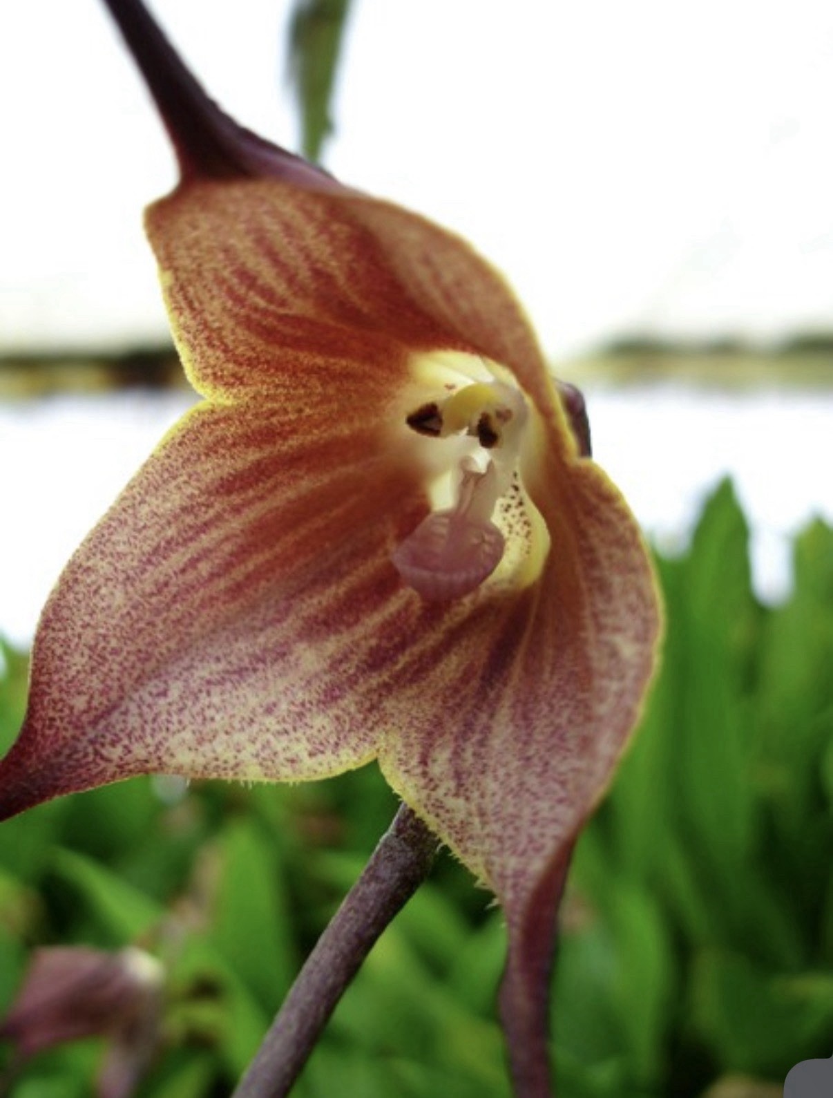 Dracula dalstroemii Red Ivory Bloom Size Orchid Species 1.5-2” Pot New Division