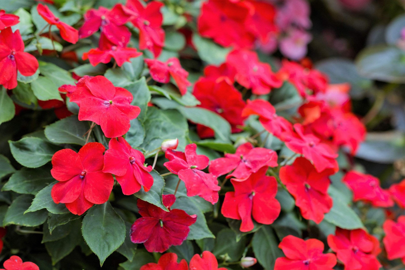 50 DWARF RED IMPATIENS Scarlet Walleriana Sun or Full Shade Flower Seeds *FlatSH