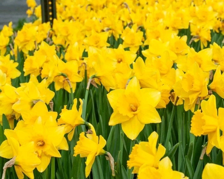 Yellow Dutch Master Daffodil Bulbs Lot Of 50 Ready To Grow Flowers