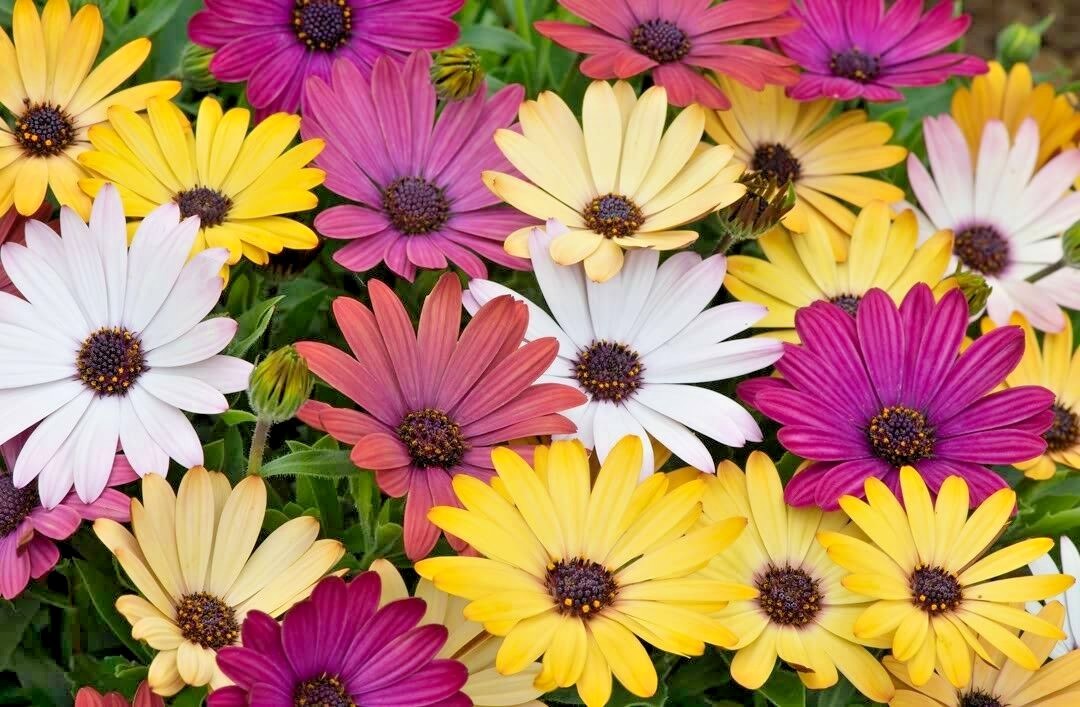 201+AFRICAN DAISY Cineraria Mix Flower Seeds Cape Marigold Drought Tolerant Easy
