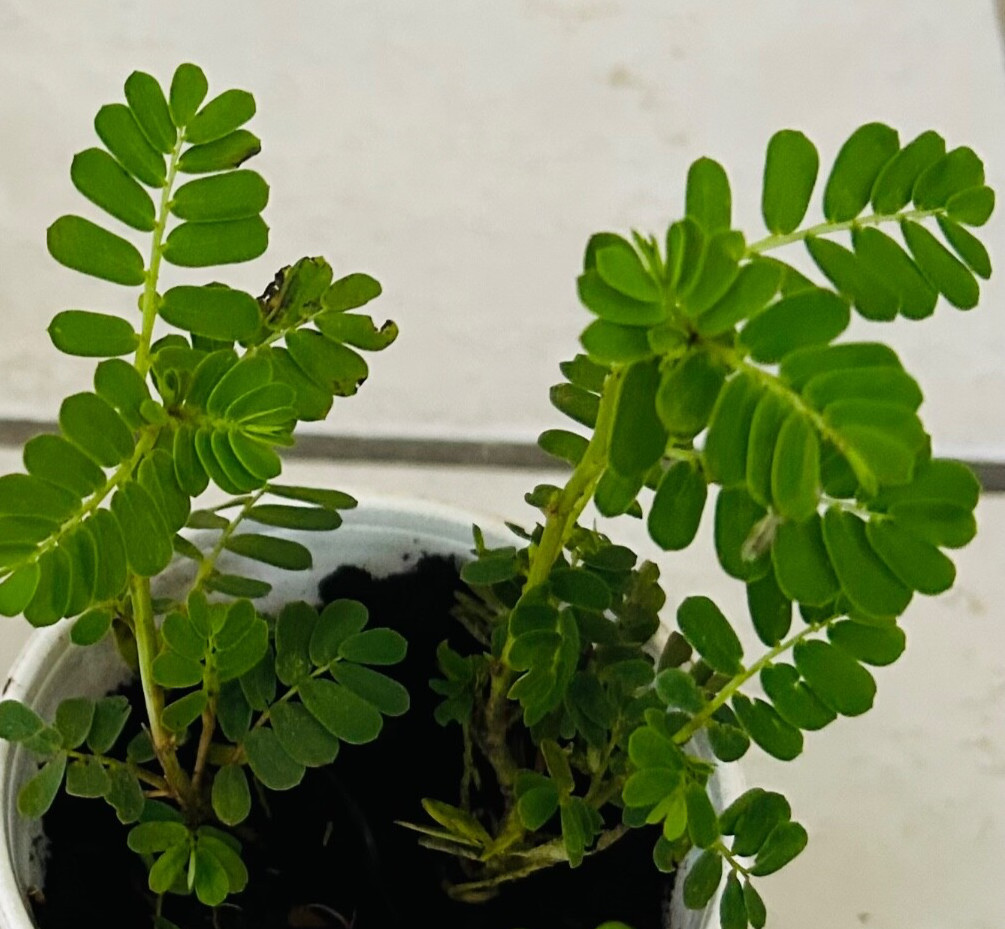 Organic Stone Breaker Phyllanthus niruri Chanca Piedra live plants,herb 2-3PCS