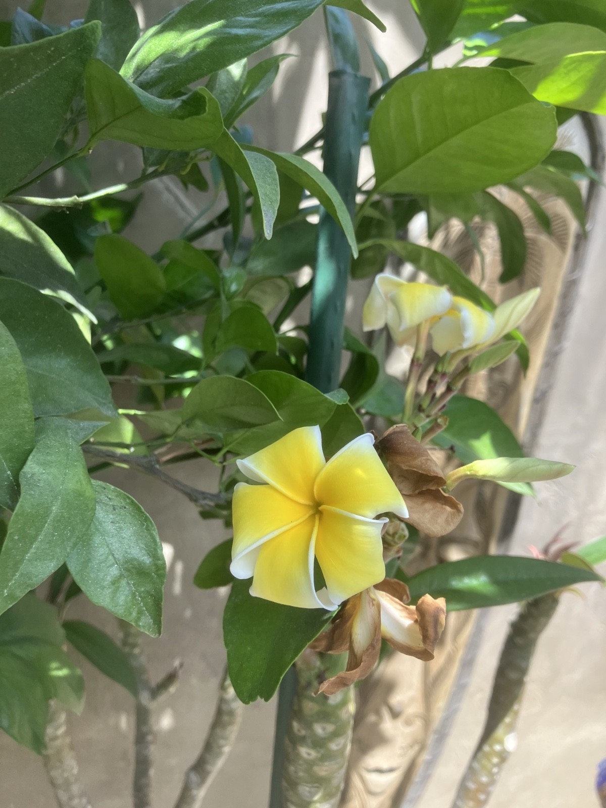 PLUMERIA CUTTINGS FOR SALE – pink, red & yellow- all sizes