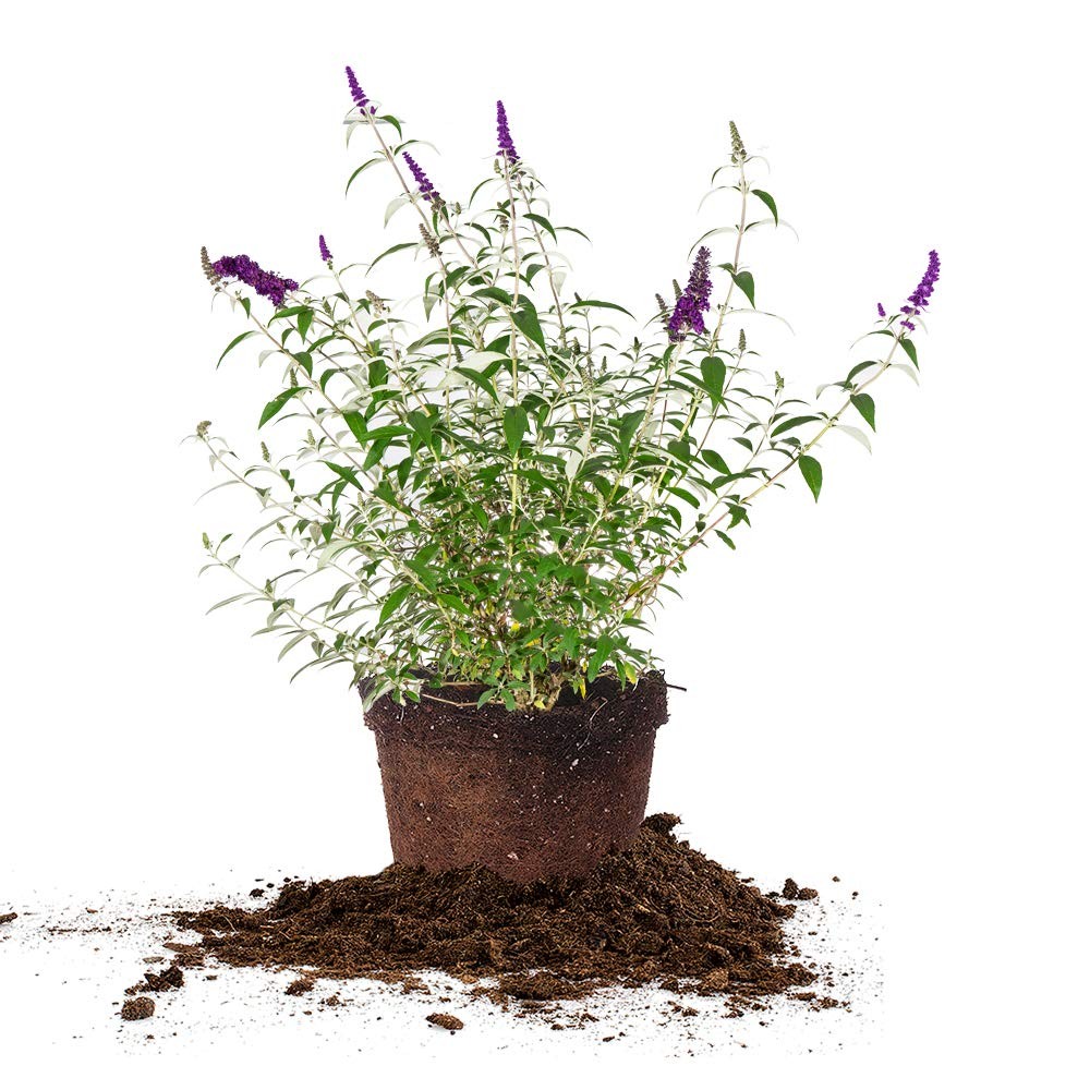 Black Knight Butterfly Shrub 3 Gallon | Live Bush for Pollinators & Gardens