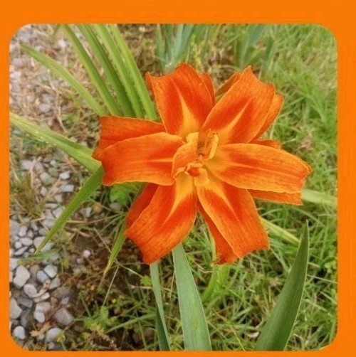 Assorted Daylilies, Many Different Colors, perennials return every year (1 Root)