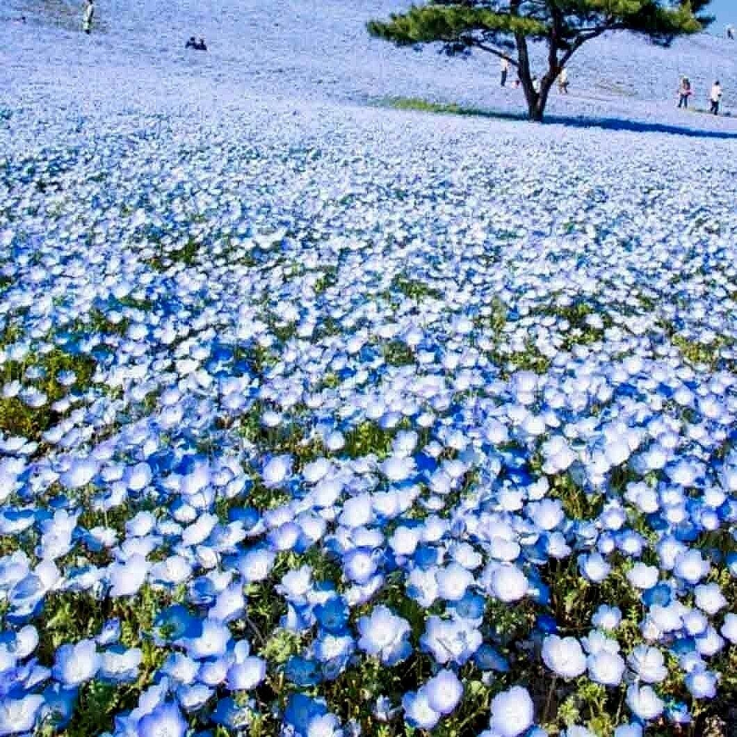 500+ BABY BLUE EYES SEEDS —- GROUNDCOVER — WILDFLOWER — DROUGHT TOLERANT