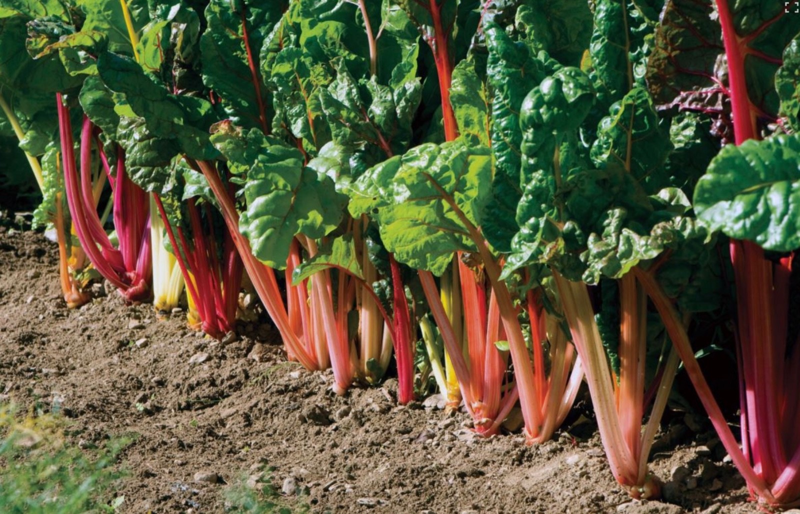 40+ Swiss Chard Seeds, Rainbow/Bright Lights Mix, Heat-Tolerant, Fresh 2026 🇺🇸