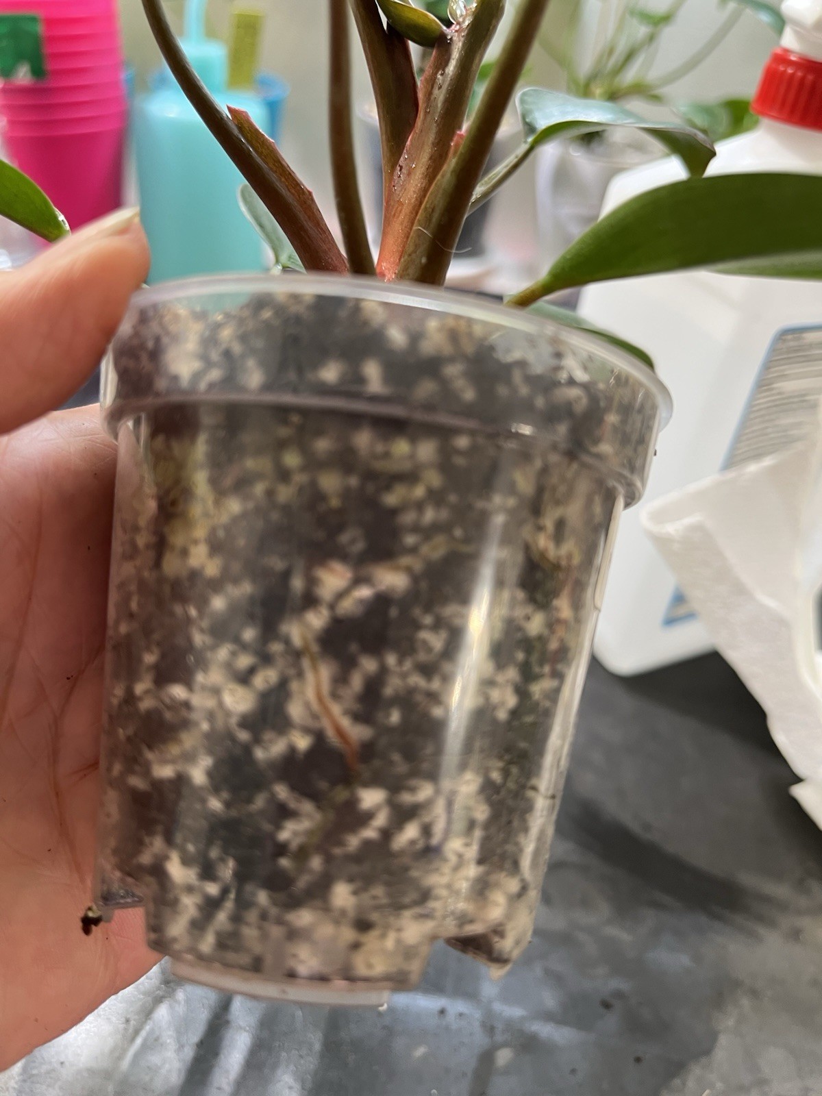 Philodendron Red Congo In 3” Pot