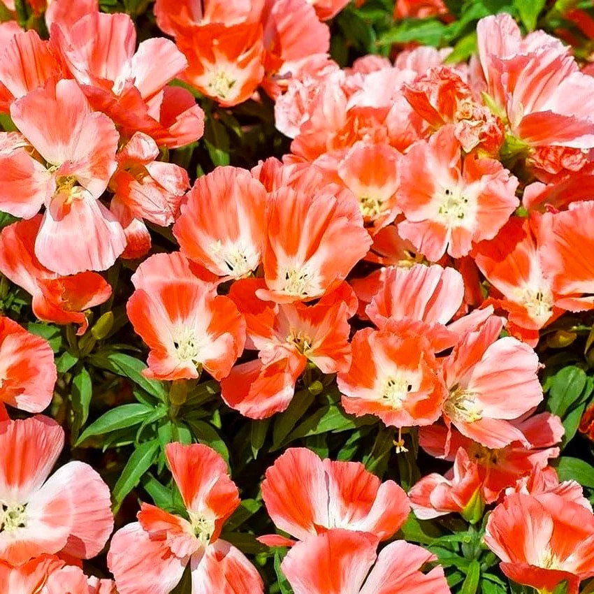 Orange Glory Godetia Seeds – For 2025 Planting Clarkia Azalea Double Flowering