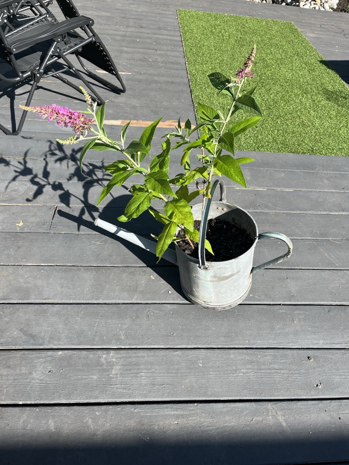 Purple Butterfly Bushes – Established Plant Only