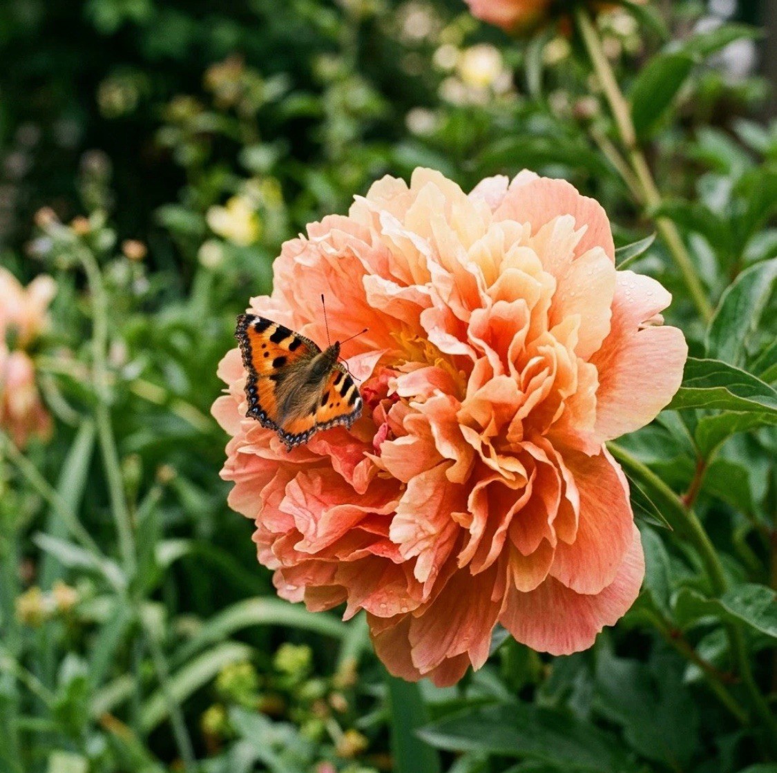 Paeonia Peony Flowering Outdoor Plant Seedling Orange Pink Yellow, live trees