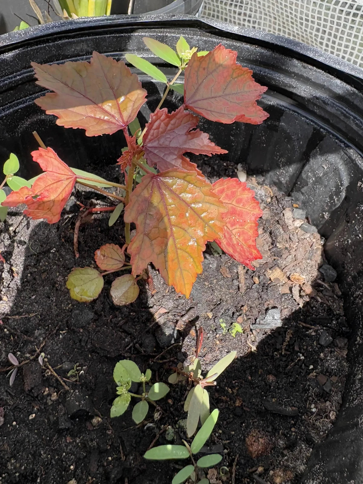 9 Inch Cranberry Hibiscus Plant in a Soiled Pot- False roselle | Live Plant