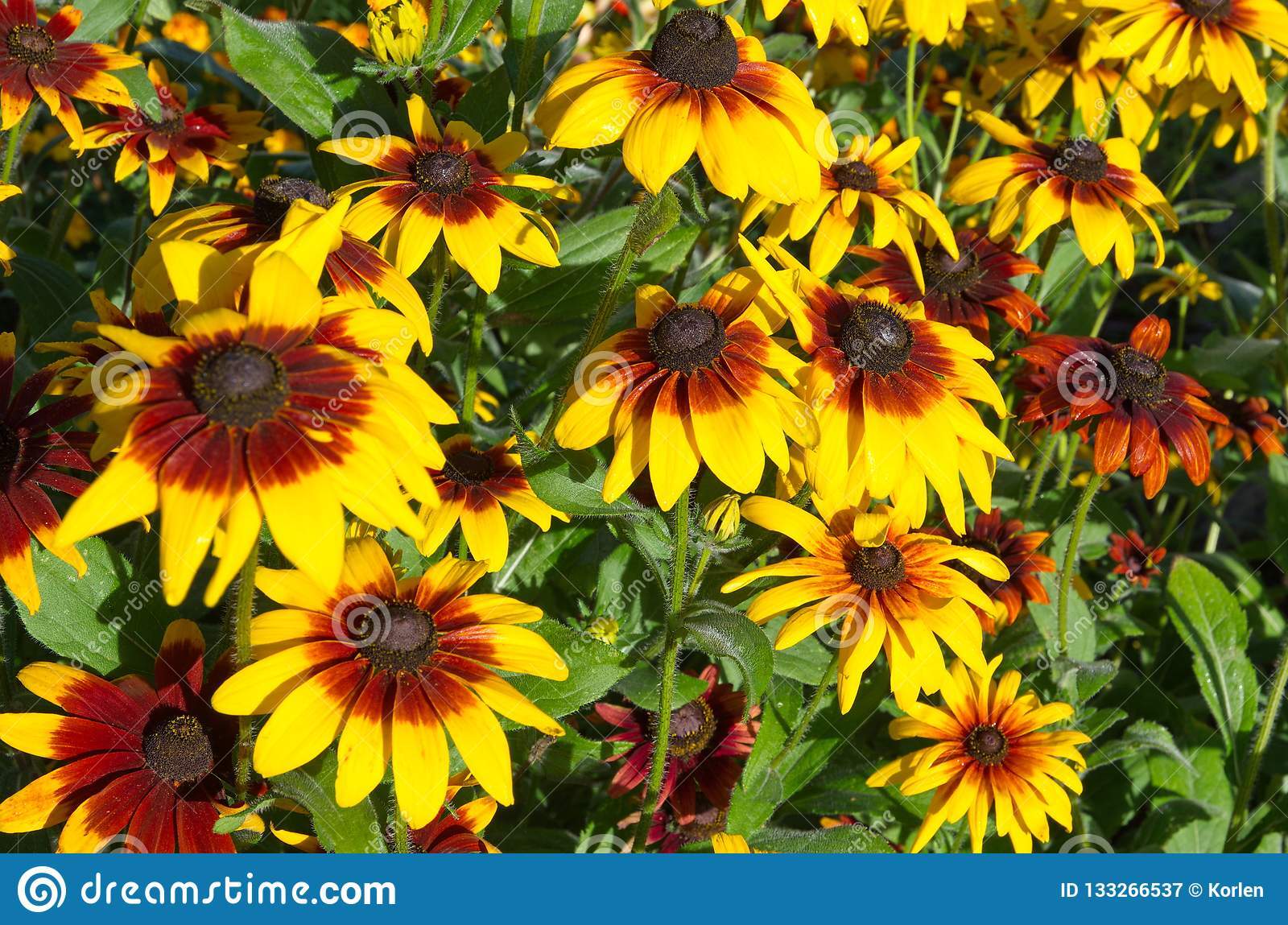 190 Seeds Gloriosa Daisy Fancy Black-Eyed Susan Perennial Heirloom Non-GMO