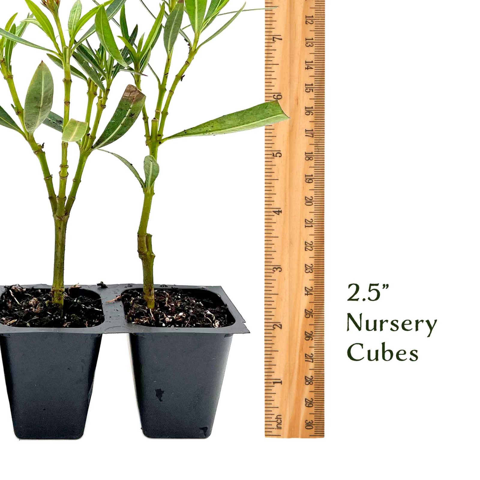 Petite Pink Dwarf Oleander (Nerium oleander ‘Petite Pink’) in 2.5″ Nursery Cubes