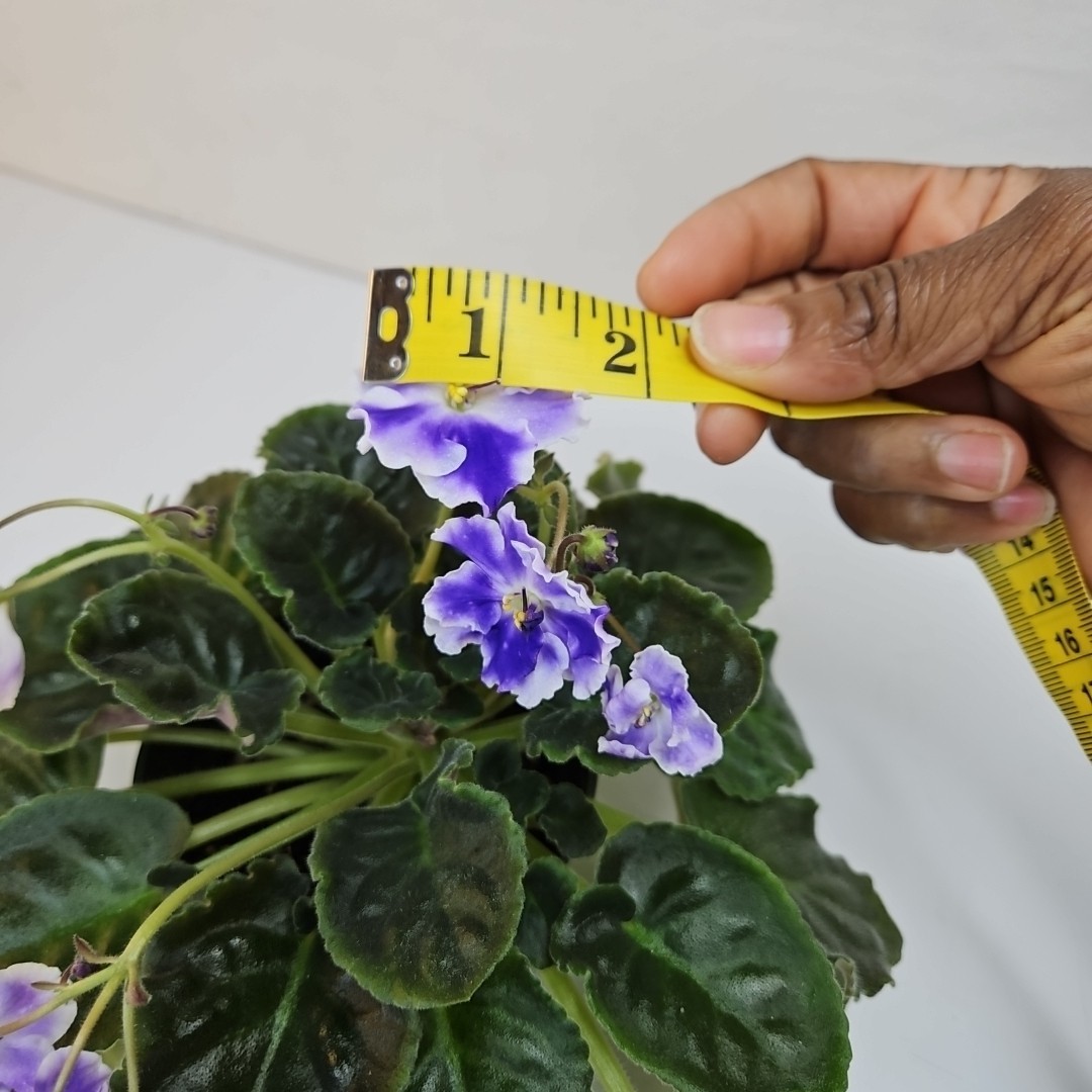 WHITE SAIL Standard Named African Violet Mature Size Blueish And White Flowers