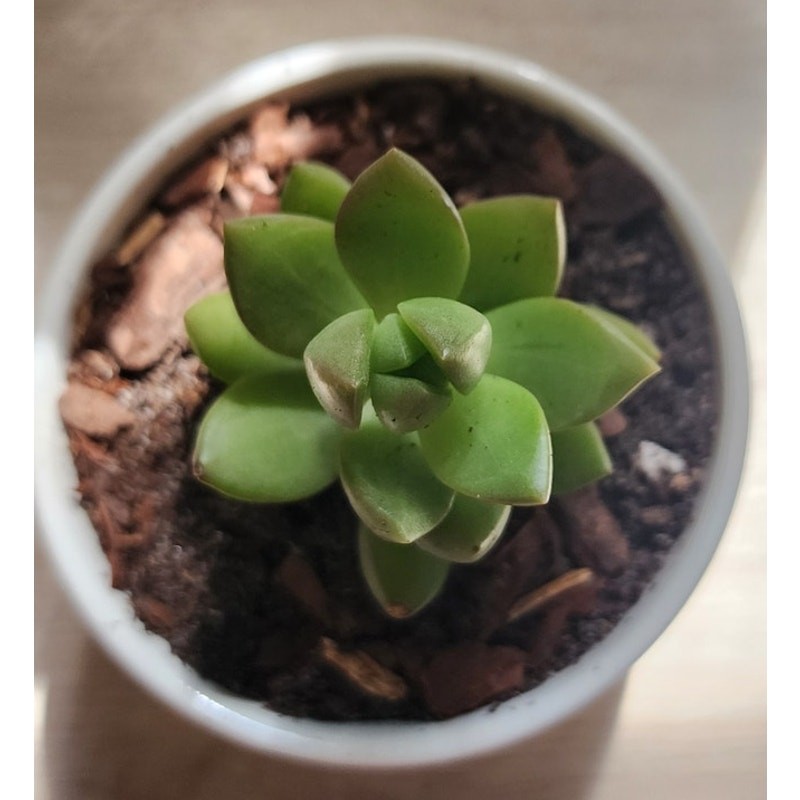 Succulent in Hydrangea Pot | Live Plant | Floral Ceramic Gift