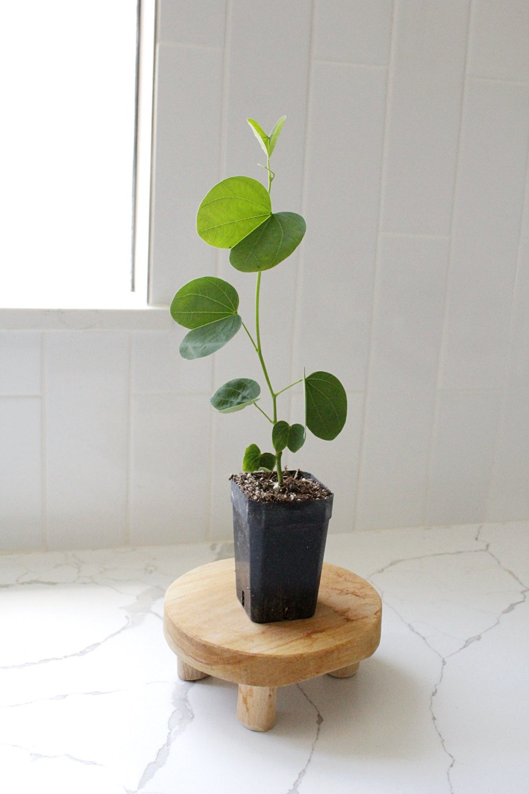 Orchid Tree – Flowering Garden Starter Tree