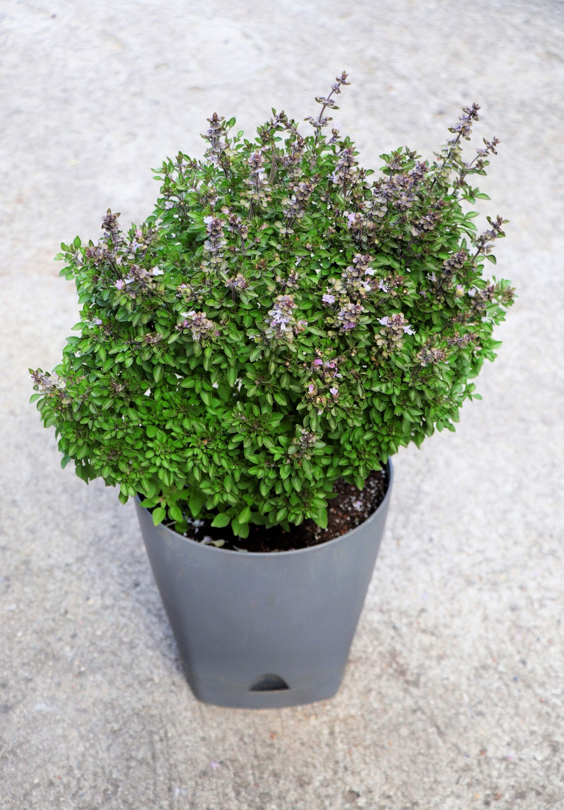 500 DWARF GREEK BASIL Ocimum Basilicum Fragrant Spicy Small Leaf Herb Seeds
